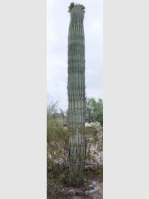 Saguaro for Sale
